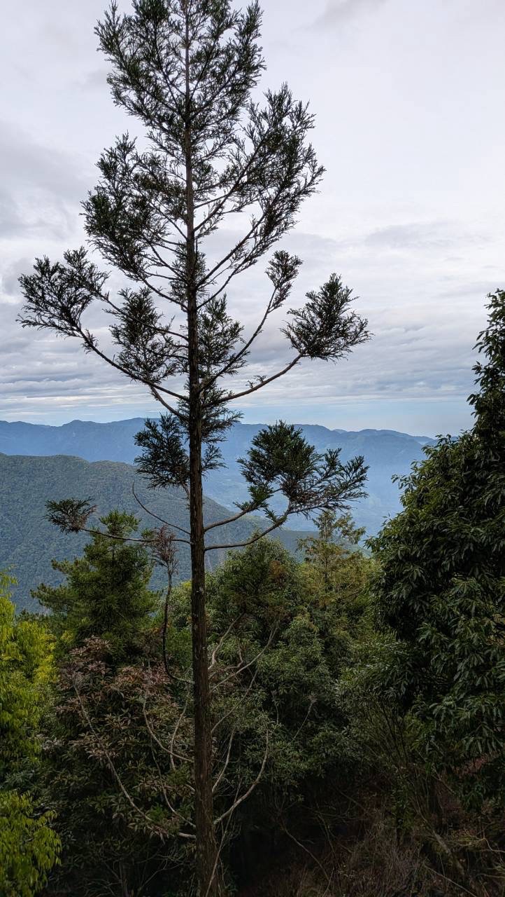 20260726-西巒大山
