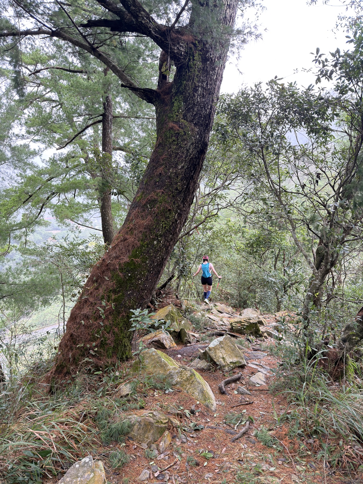 裡冷林道散步2K再上唐麻丹山