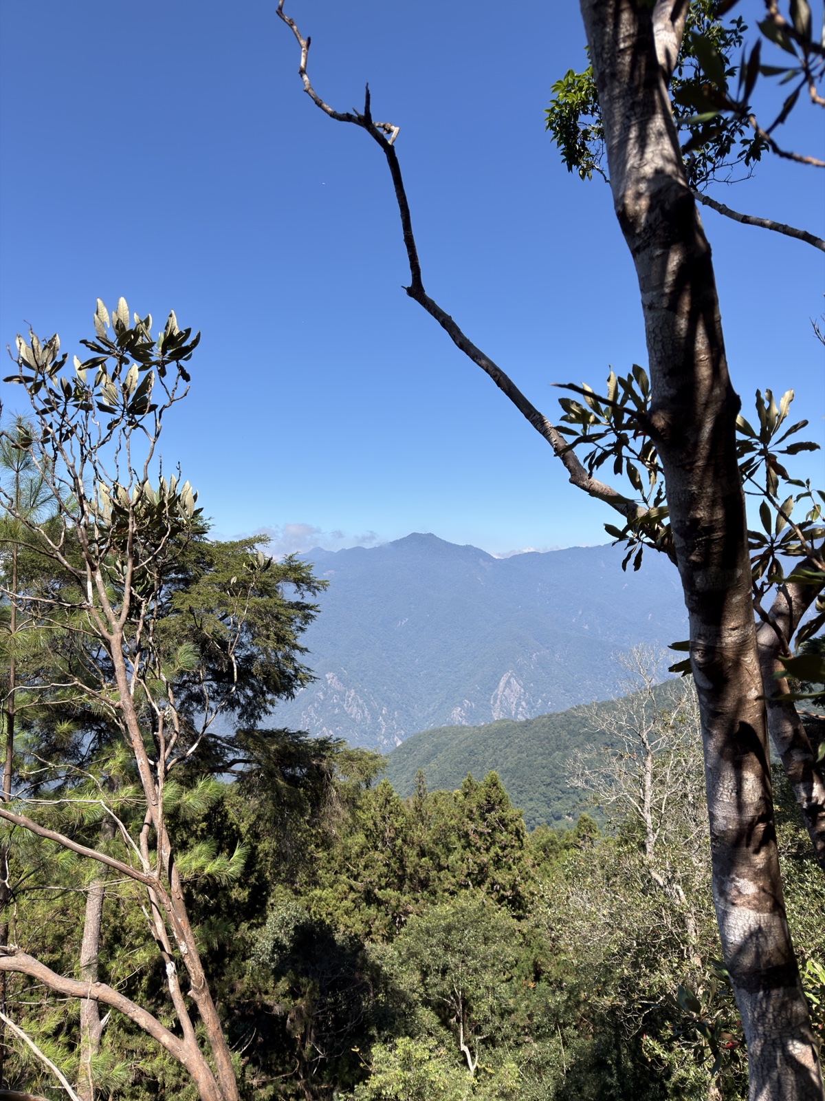 南松鶴上八仙,下松鶴O型